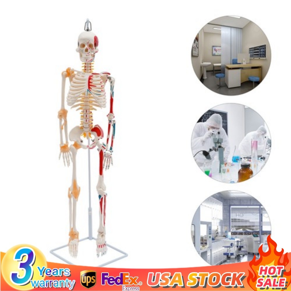 34″ Half Life Size Human Skeleton Model For Doctors’ Office or Anatomy Classroom