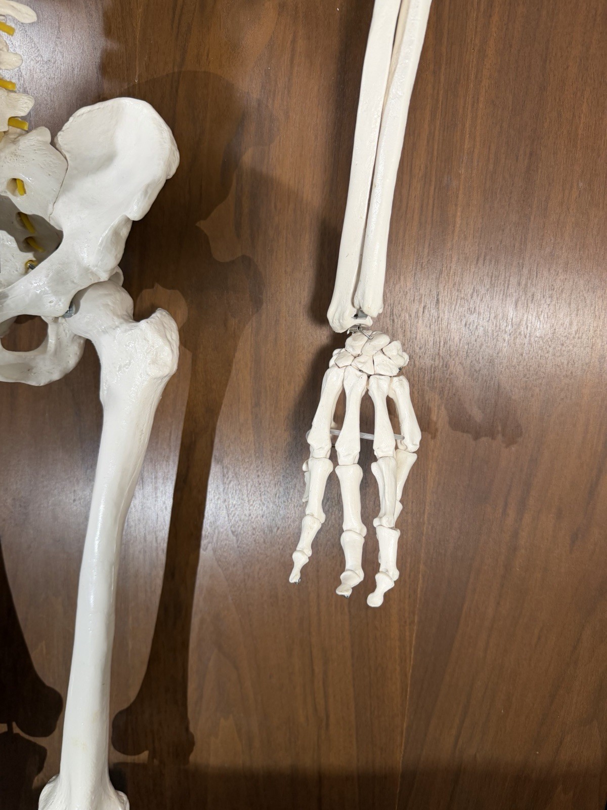 Life Size Human Anatomy Skeleton Hanging Medical Model w/ Spine Nerves