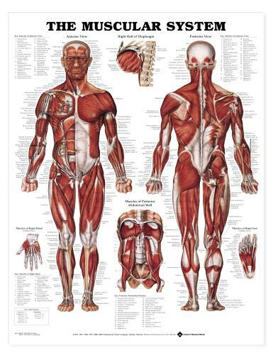 MUSCULAR SYSTEM GIANT Wall Chart 42″ x 62″ Classroom/Professional LFA #98946G