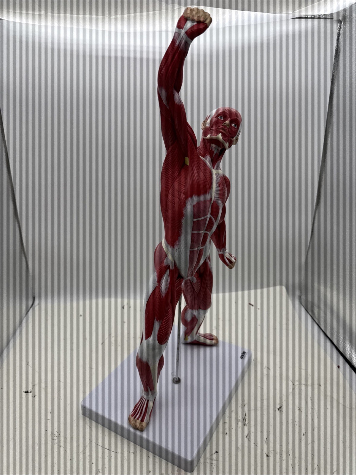 Wellden Muscular System Model, 20” Human Muscles Anatomy Axis Scientific (104)