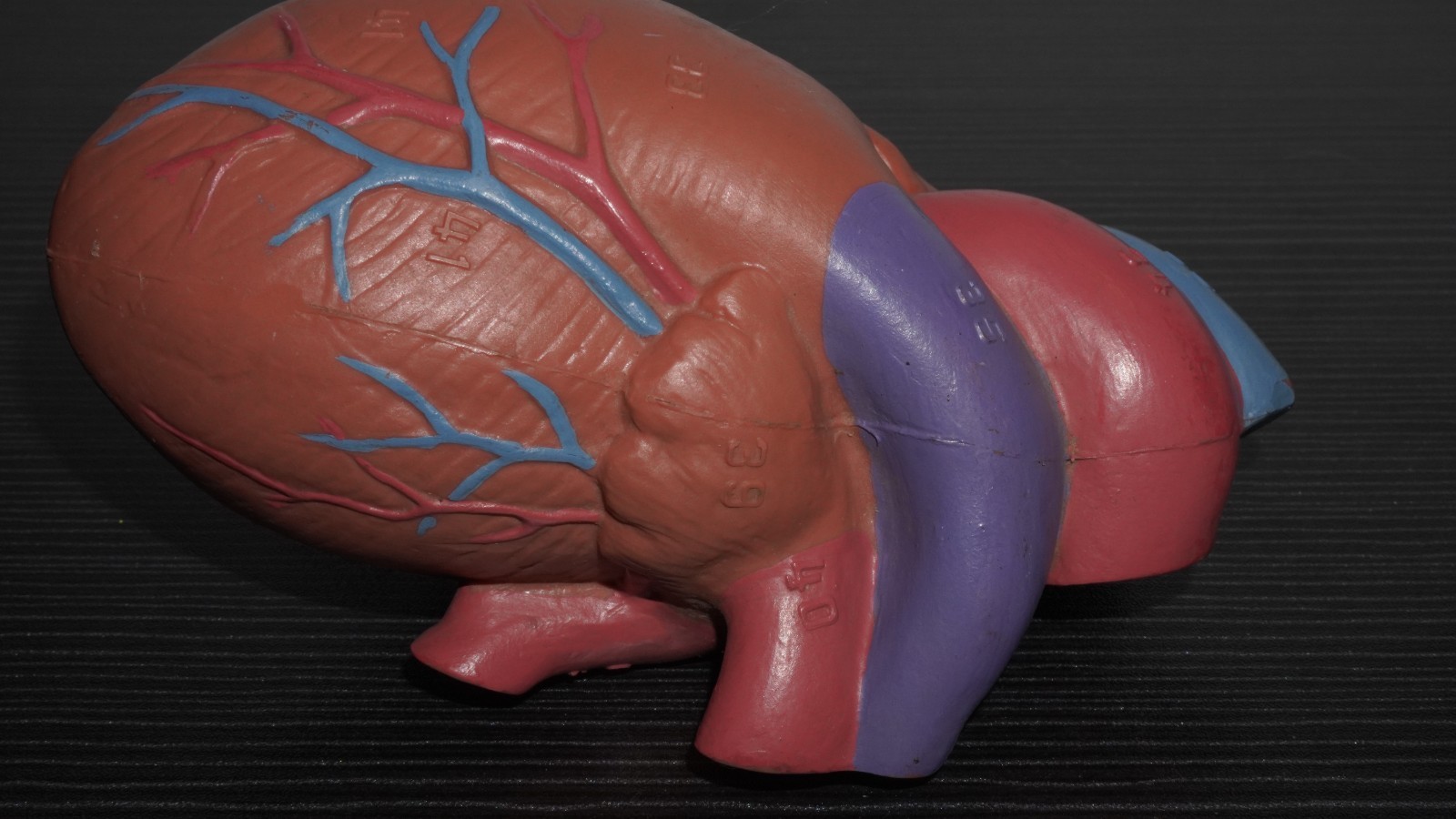 Anatomical Human Heart Model Numbered Labeled Parts – Medical Science Teaching