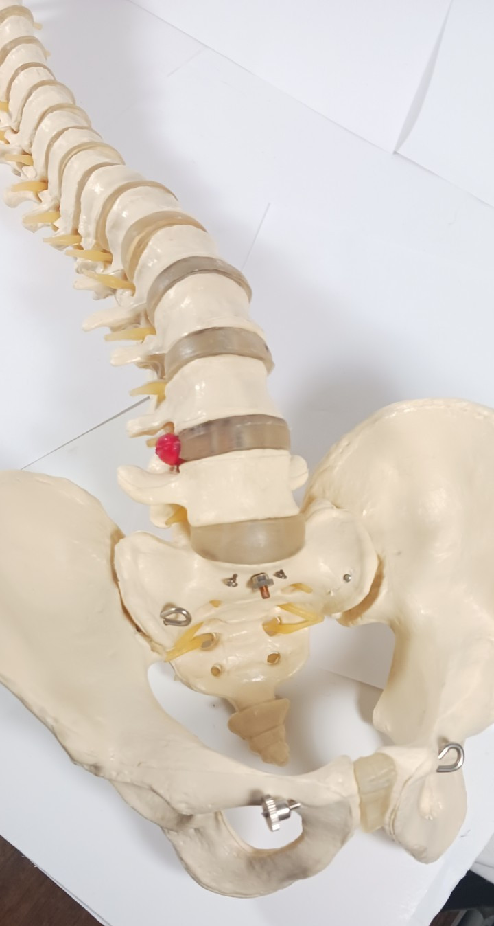Life-Size Human Spine Model w/ Pelvis & Nerves – Anatomy Medical Study