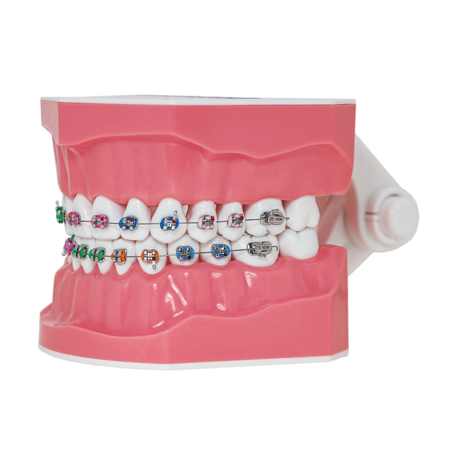 1:1 Dental Typodonts Teeth Model Orthodontic Metal Brackets Teaching Practice US