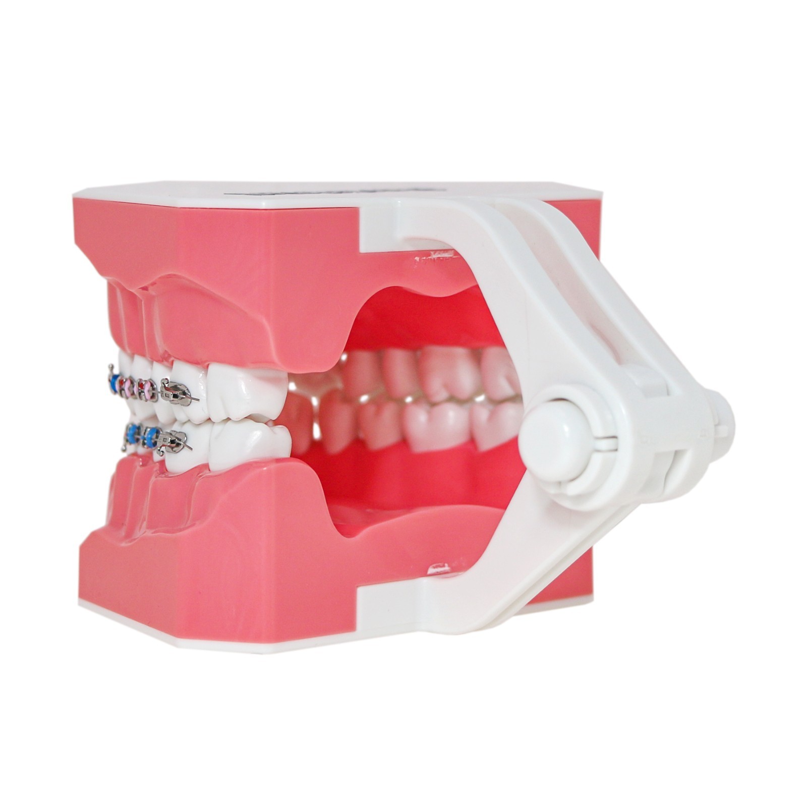 1:1 Dental Typodonts Teeth Model Orthodontic Metal Brackets Teaching Practice US