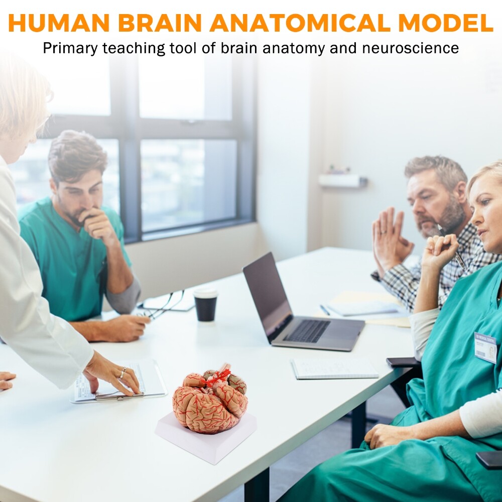 Anatomically Accurate 8-Part Human Brain Model Anatomy Science Teaching Medical