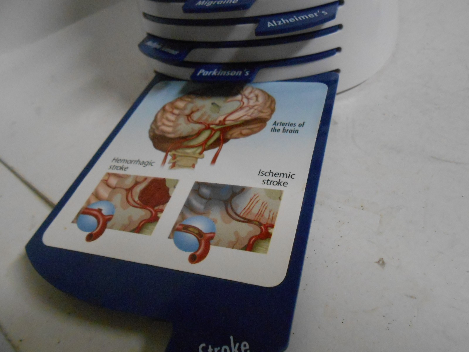 Human Brain Model Medical Doctor Office Display Teaching Education Study Science