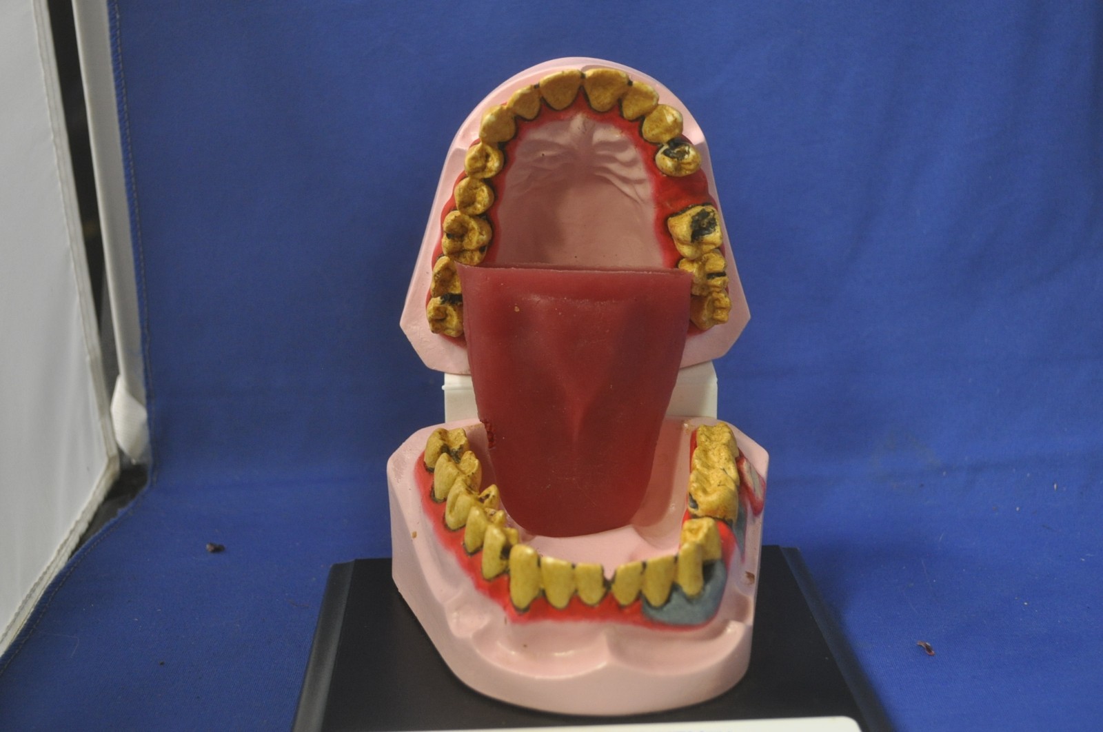 Health Edco Mr. Gross Mouth Dental Display With Case