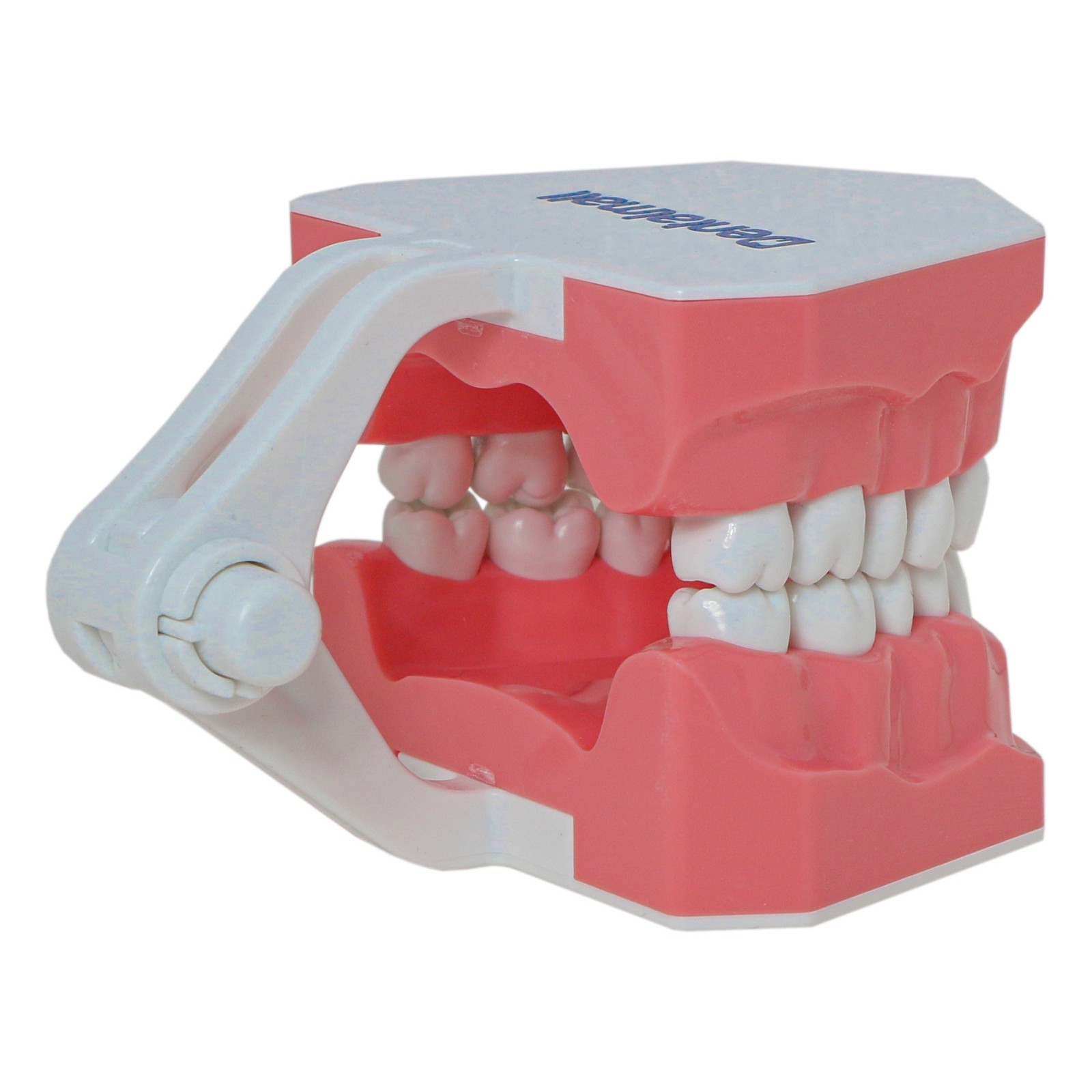 Dental Teeth Model Orthodontic Metal Bracket Tube Teach Typodont Demonstration
