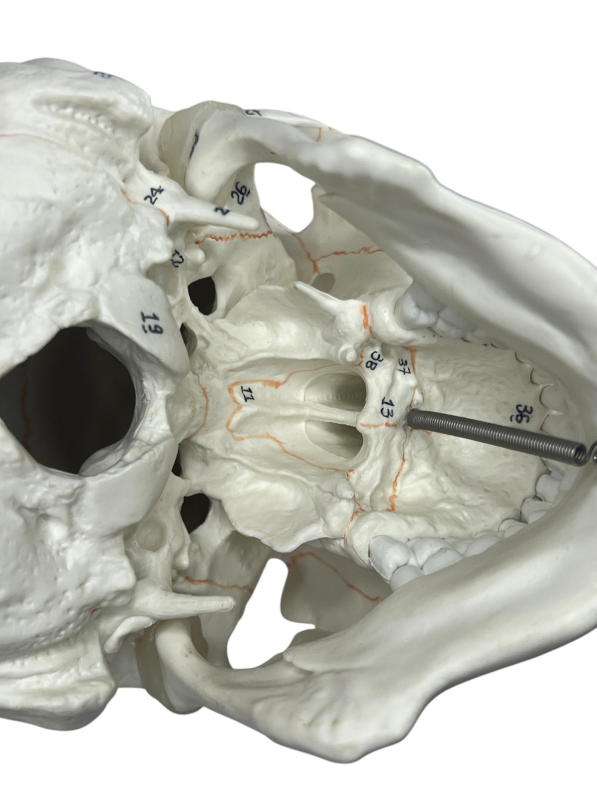 Medical Training Plastic Skull W/ Removable Skull Cap & Spring Jaw Halloween
