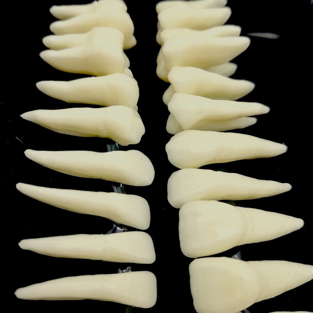 28PCS 1:1 Oral Permanent Teeth Demonstration Dental Resin Tooth Study Model Lab