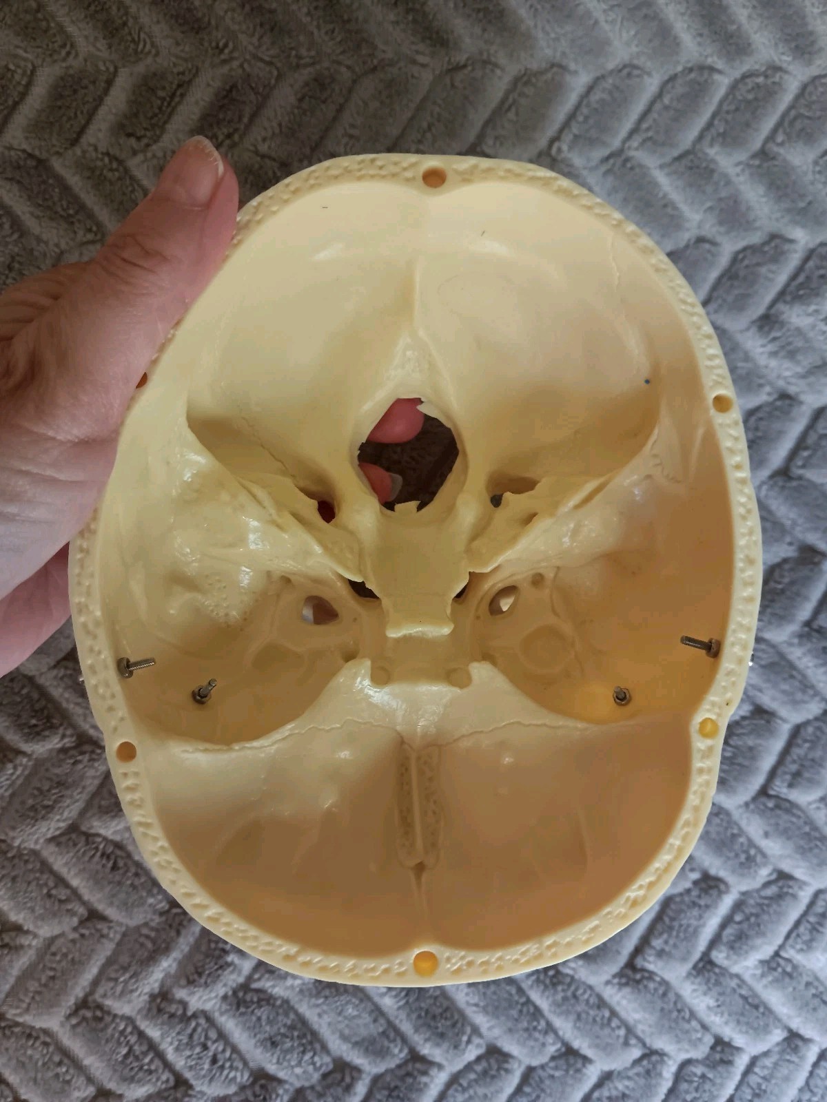 Life Size Human Model Skull Spring Jaw Removable Cap Halloween Lifelike Read