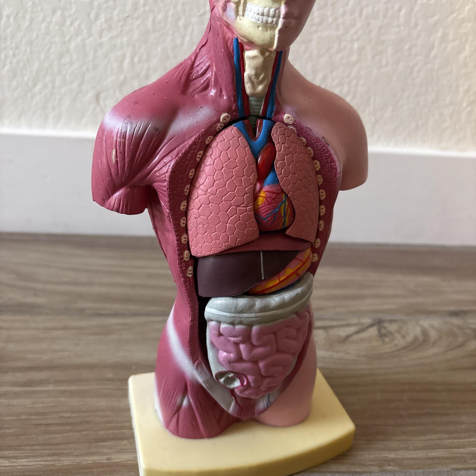 Medical Anatomical Human Torso Body Model Anatomy Internal Organ Teaching Mold