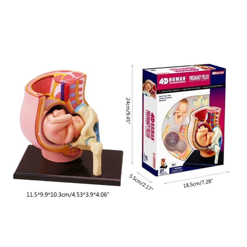 Human Pregnant Pelvis Section Model with Pregnancy 9 Months Baby Fetus Model