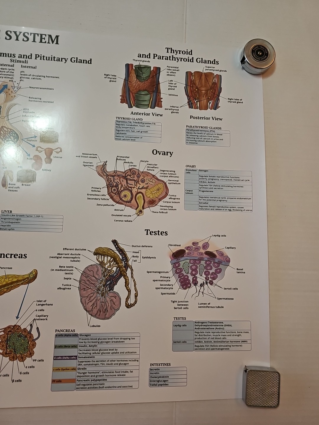 The Endocrine System 2 Sided Medical Poster 29.5″ x 17.5″ In. The Art Of Science