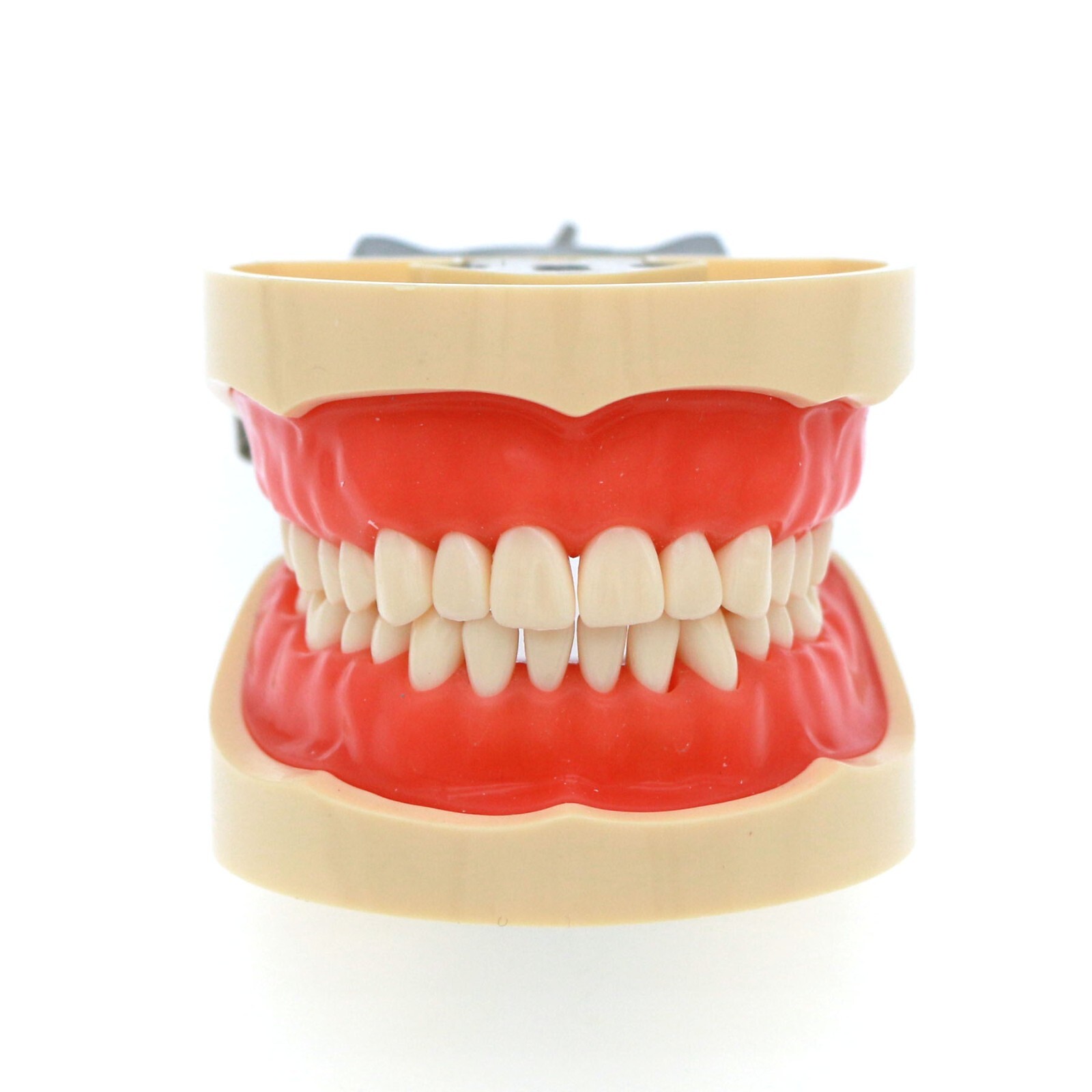 Kilgore Nissin 200 Type Dental 32pc Typodont Model Removable Teeth Mounting Pole