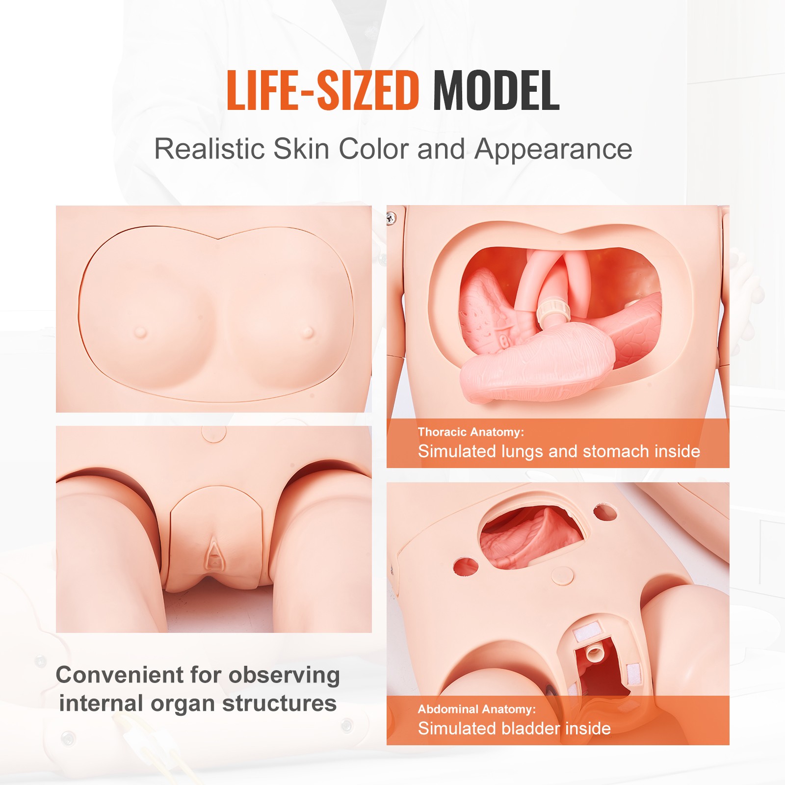 Uimoso Male/Female Manikin Model Anatomical Nursing Training Patient Care Teach