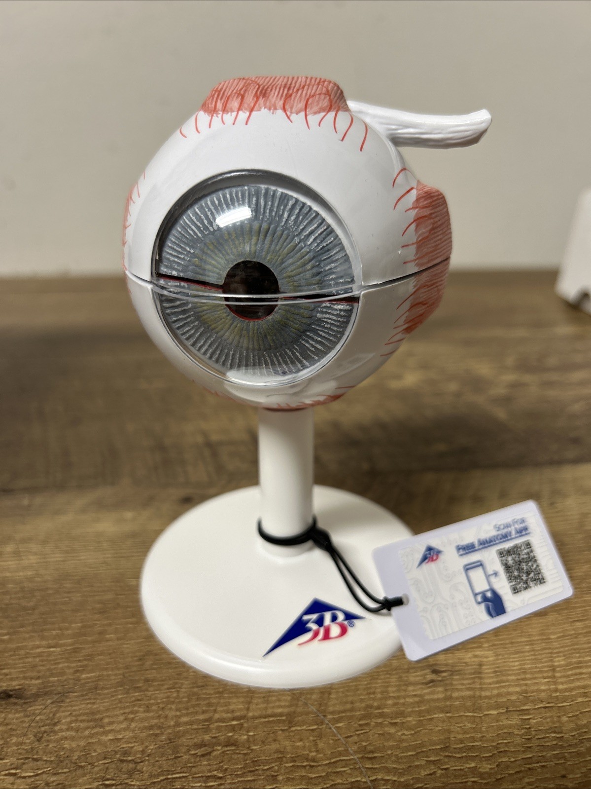 3B Scientific Human Eye Model, 3 times Full-Size, 6 part (GERMANY)