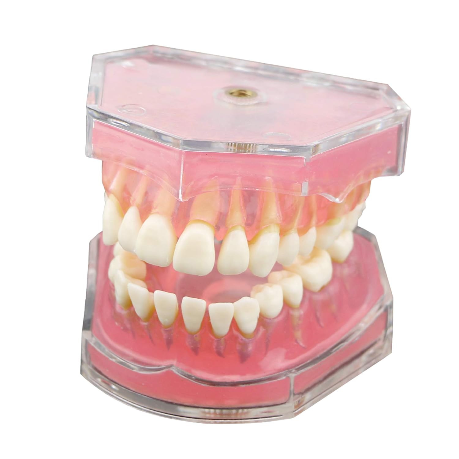 Dental Demonstration Teeth Model – Standard Study Teaching Dental Mode with All