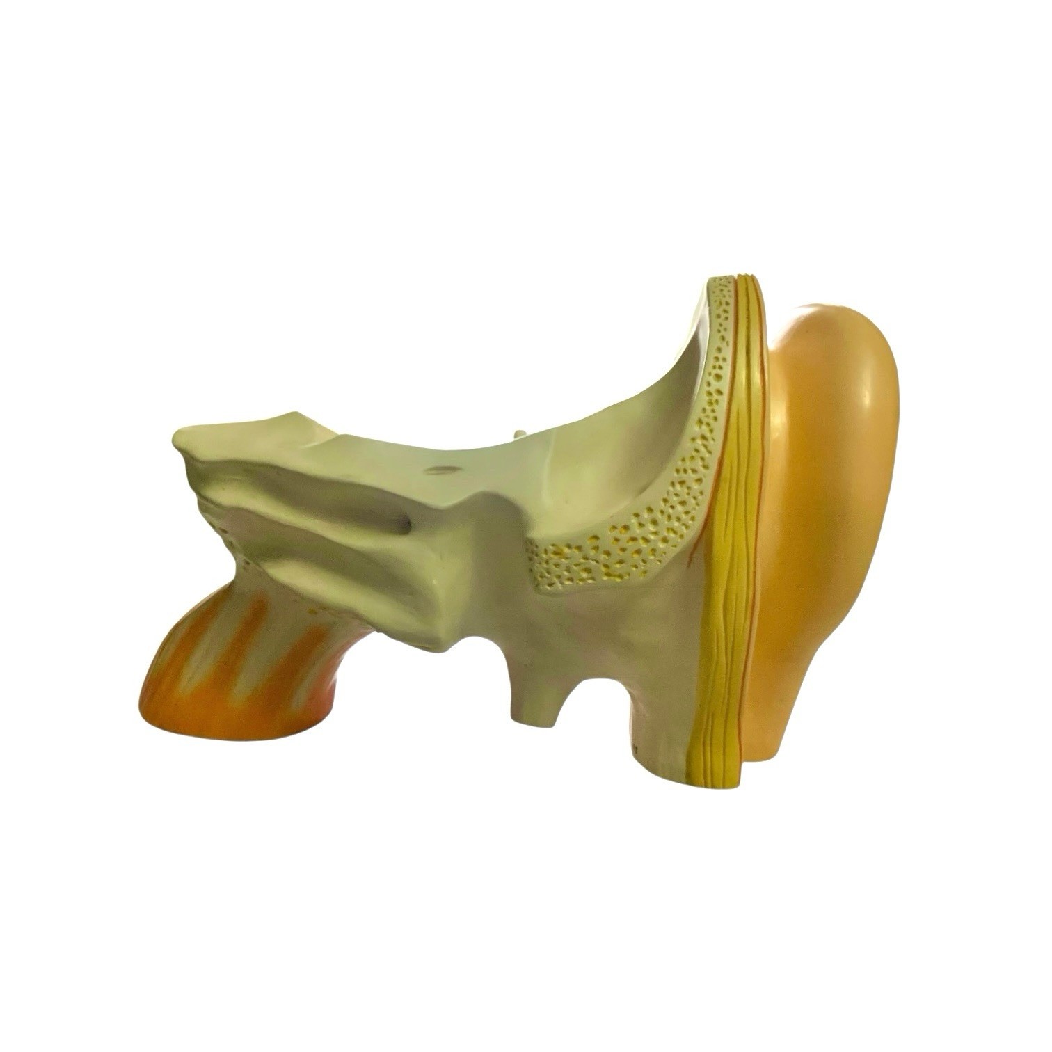Ear Anatomy Model Signed Dated 1988 Science Medical Decor