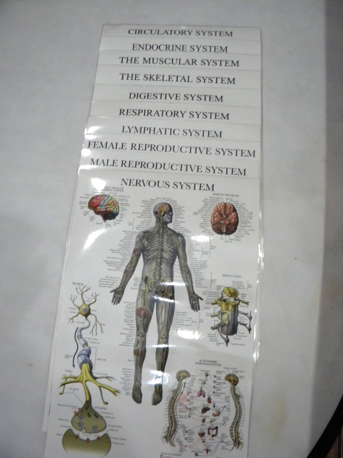 Anatomy Poster Set of 10 Double Sided Laminated 17.5″x26″
