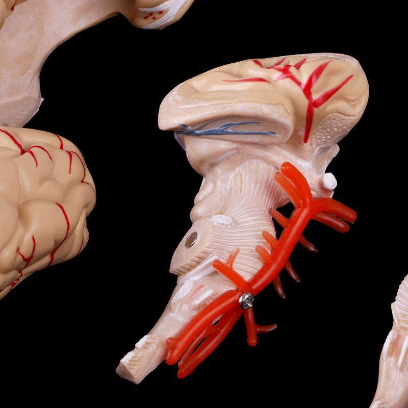 Human Brain Model Anatomical Anatomy Medical Teaching Education Study Science