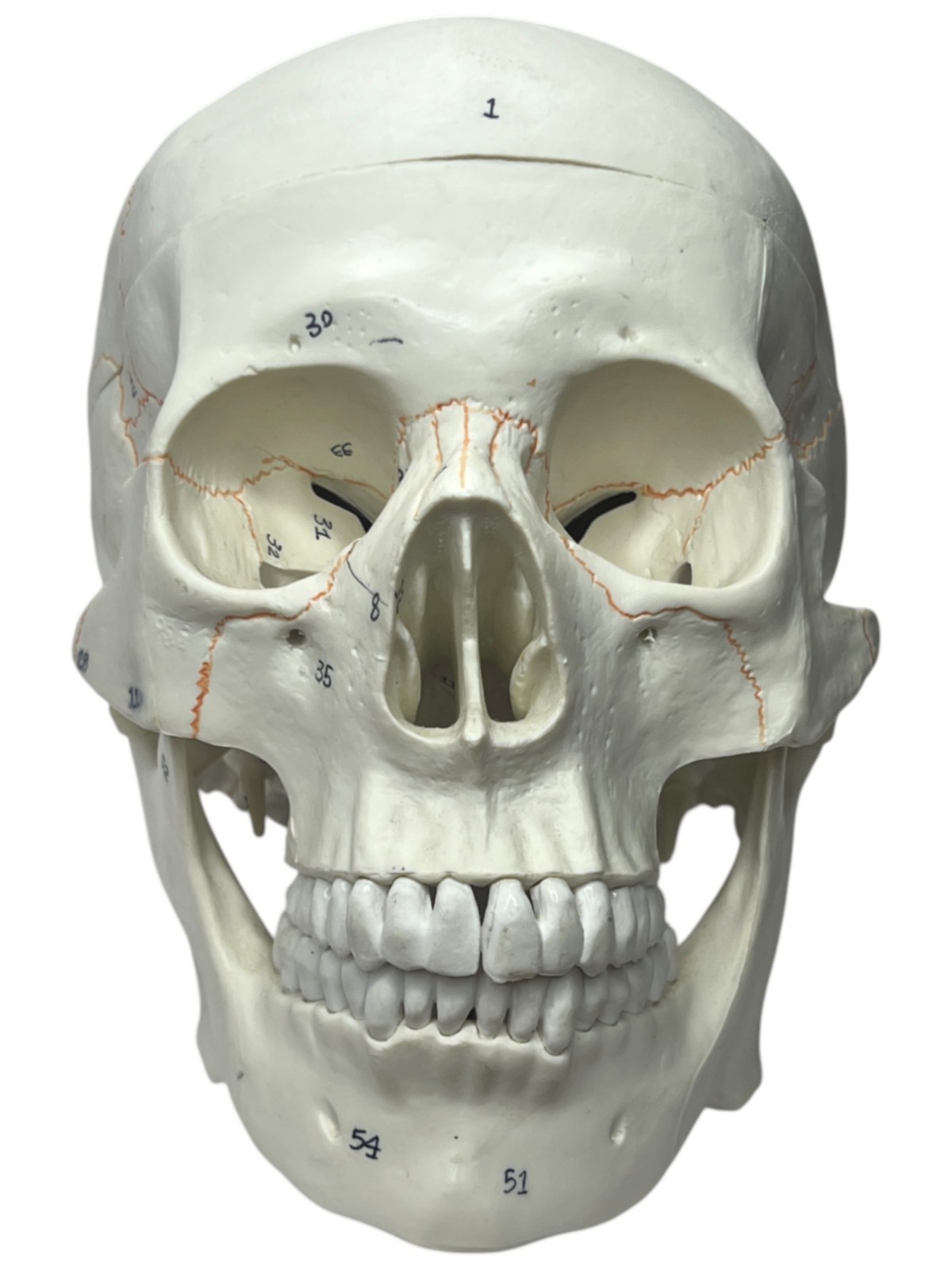 Medical Training Plastic Skull W/ Removable Skull Cap & Spring Jaw Halloween