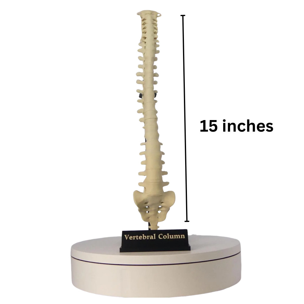 Spine Anatomical Model – Vertebral column Replica, Desk art for chiropractors