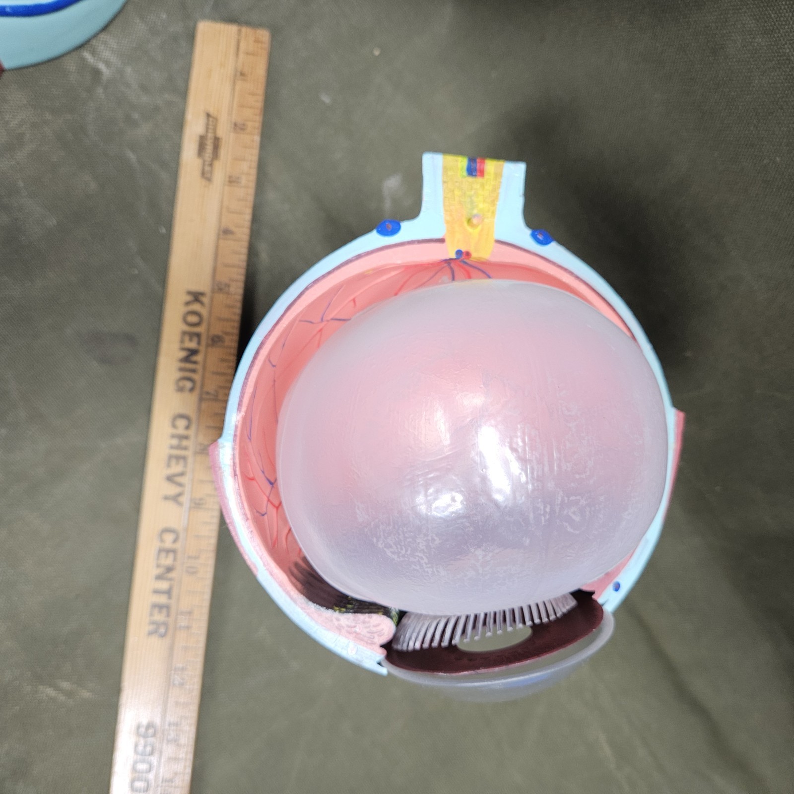 Human EYE Model Anatomy 7 Part Anatomical Eye Model w/ Base Doctor’s Office