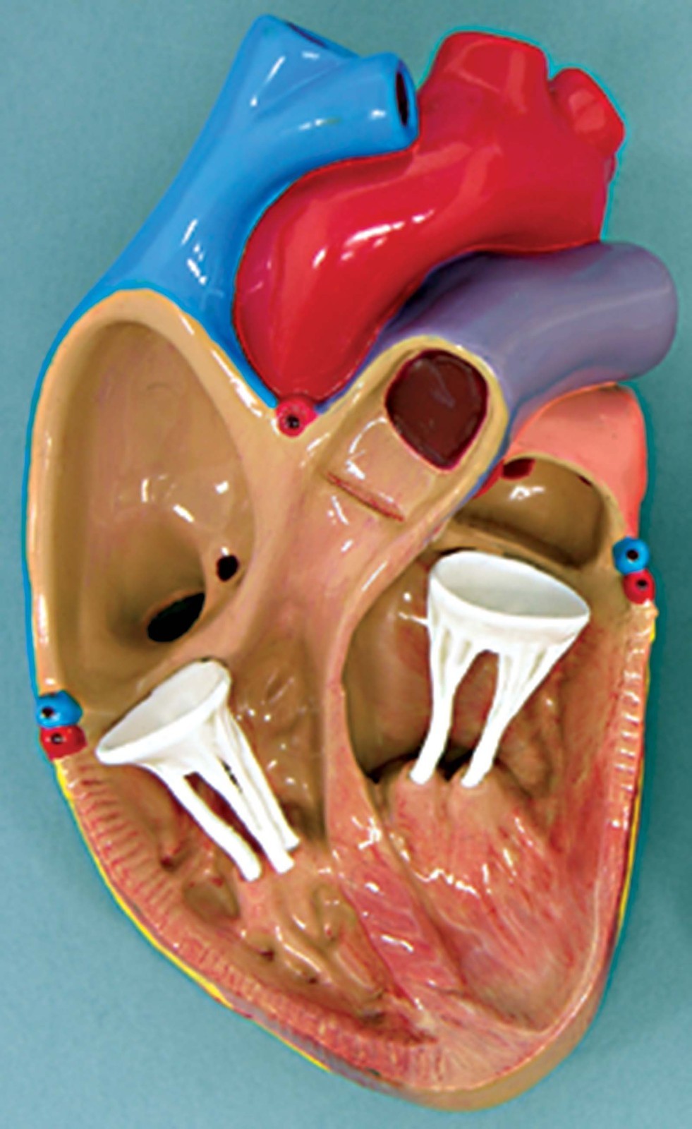 Mini Heart Set of 3 GPI Anatomical Models LFA#2550. Make Us an Offer . See VIDEO