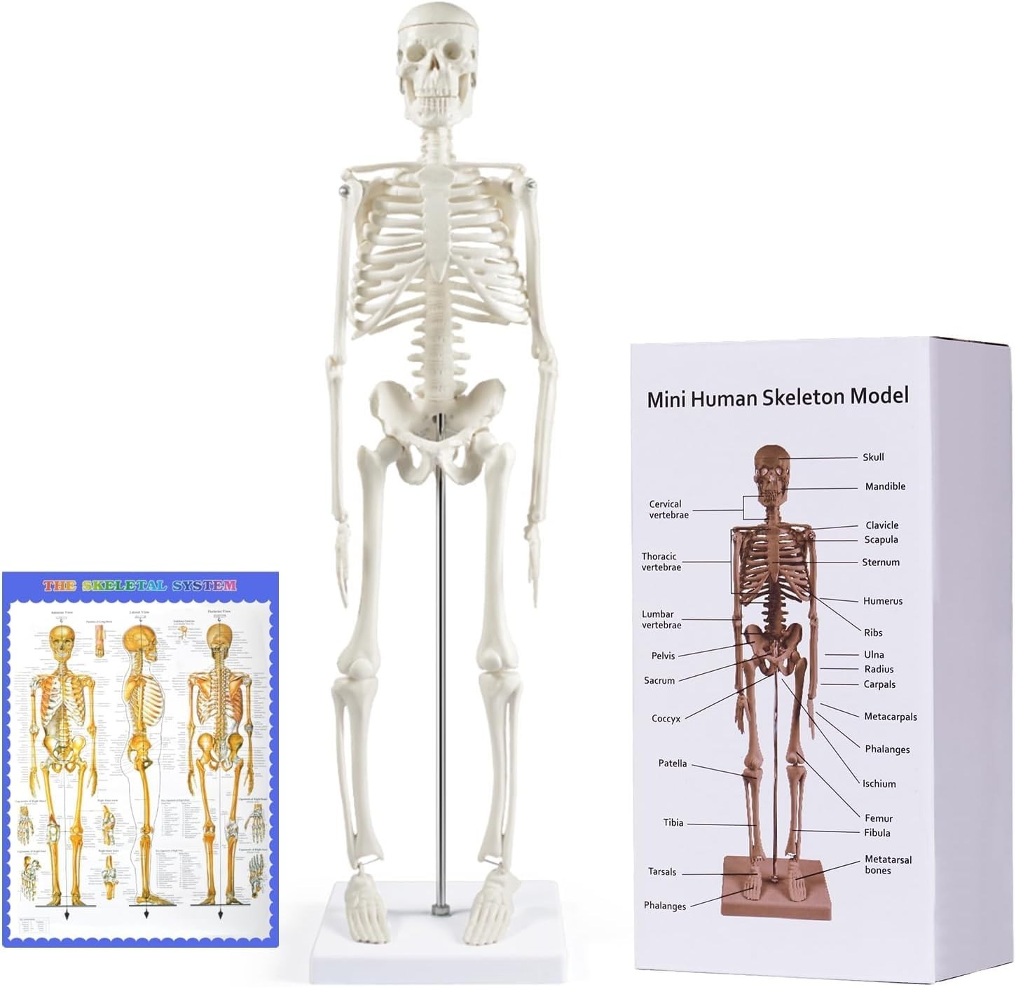 17” Anatomical Skeleton Model with Movable Arms Ideal for Teaching & Display