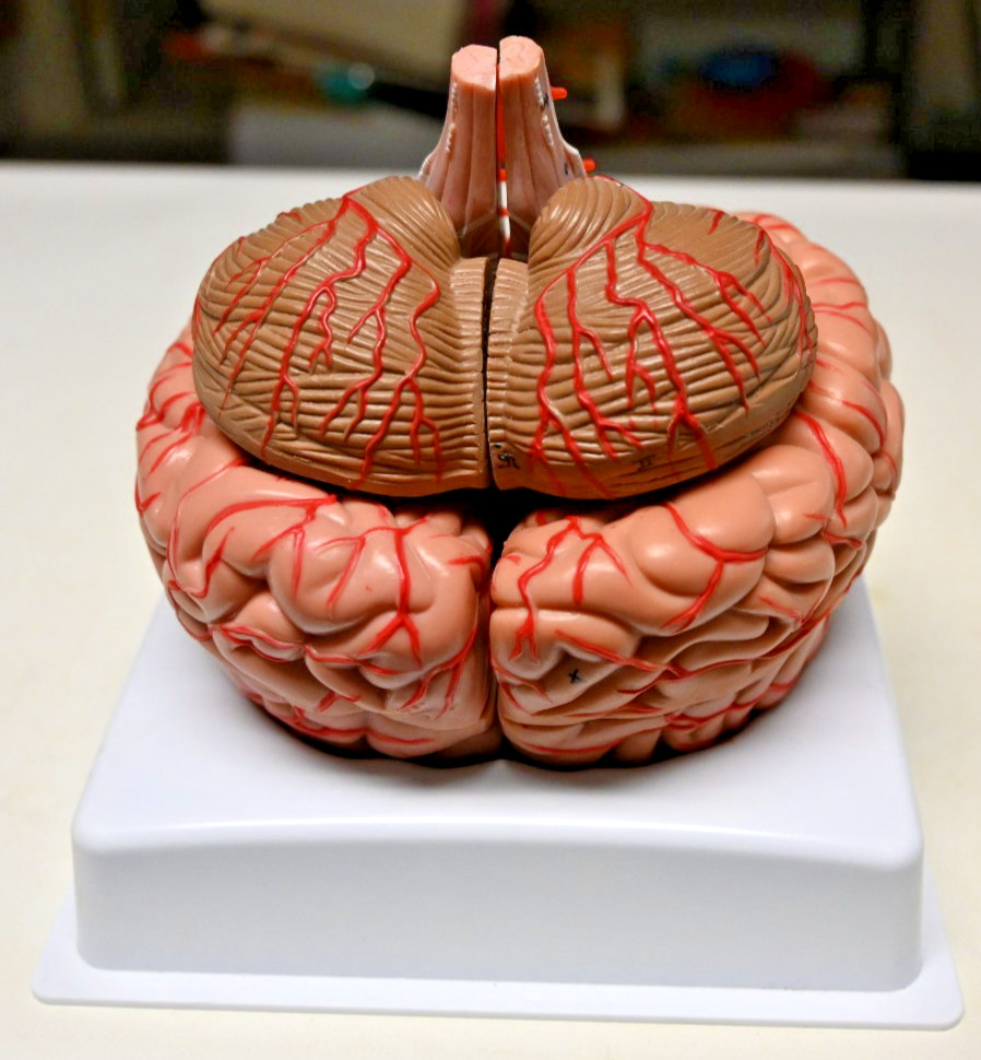 Life Size Human Brain 8 Part Anatomical Model Science Teaching Medical