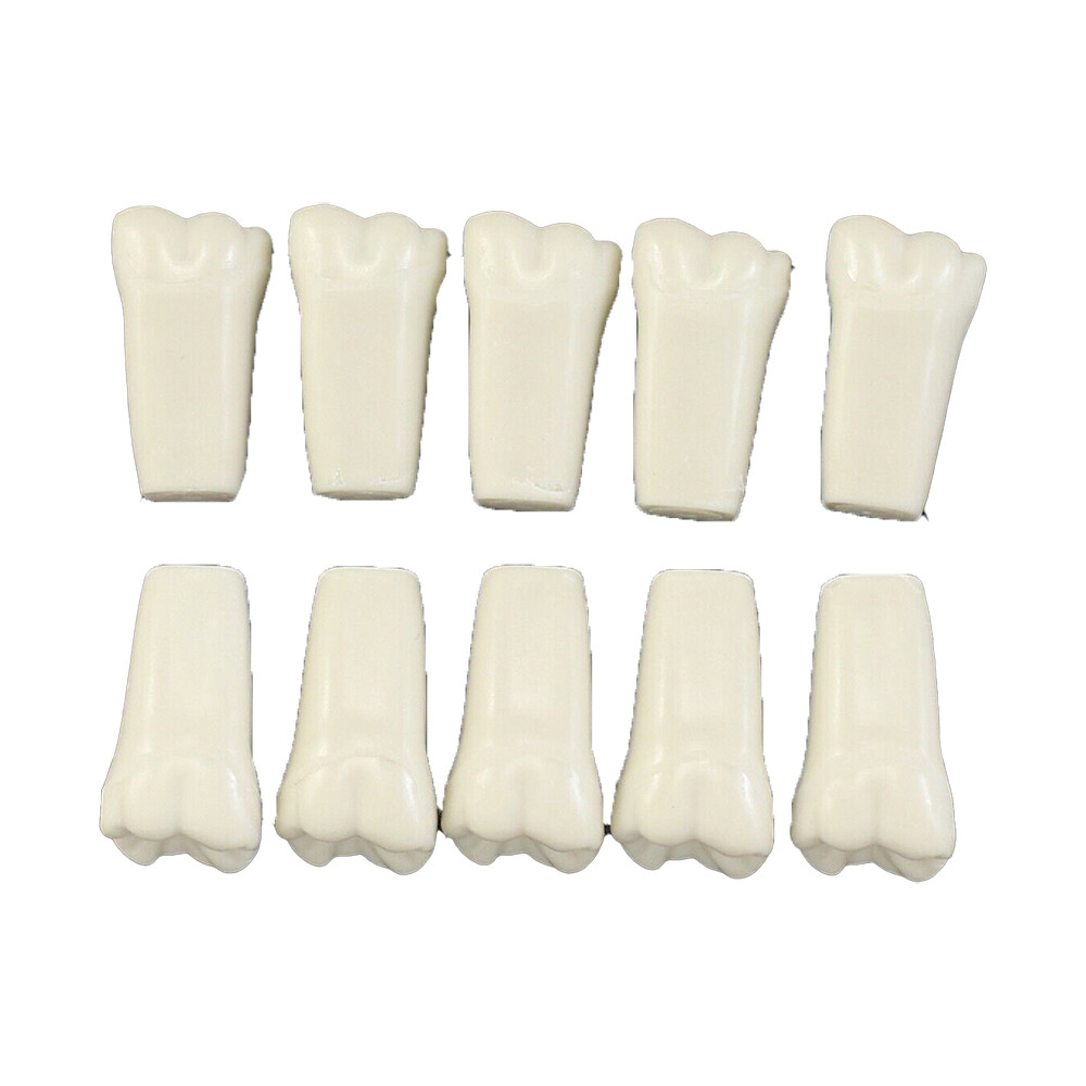 Ivorine Teeth For Typodont 860 – 5 or 10 PACK Compatible with Columbia 860 Brand