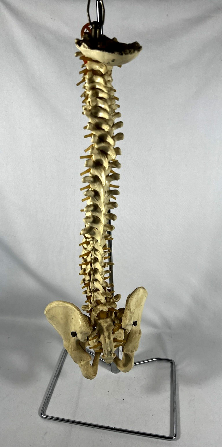 Vtg Anatomical Lifesize Spine Backbone Skeleton Chiropractor Halloween Creepy