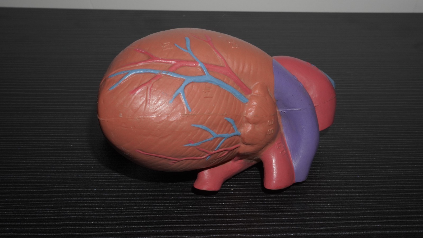 Anatomical Human Heart Model Numbered Labeled Parts – Medical Science Teaching