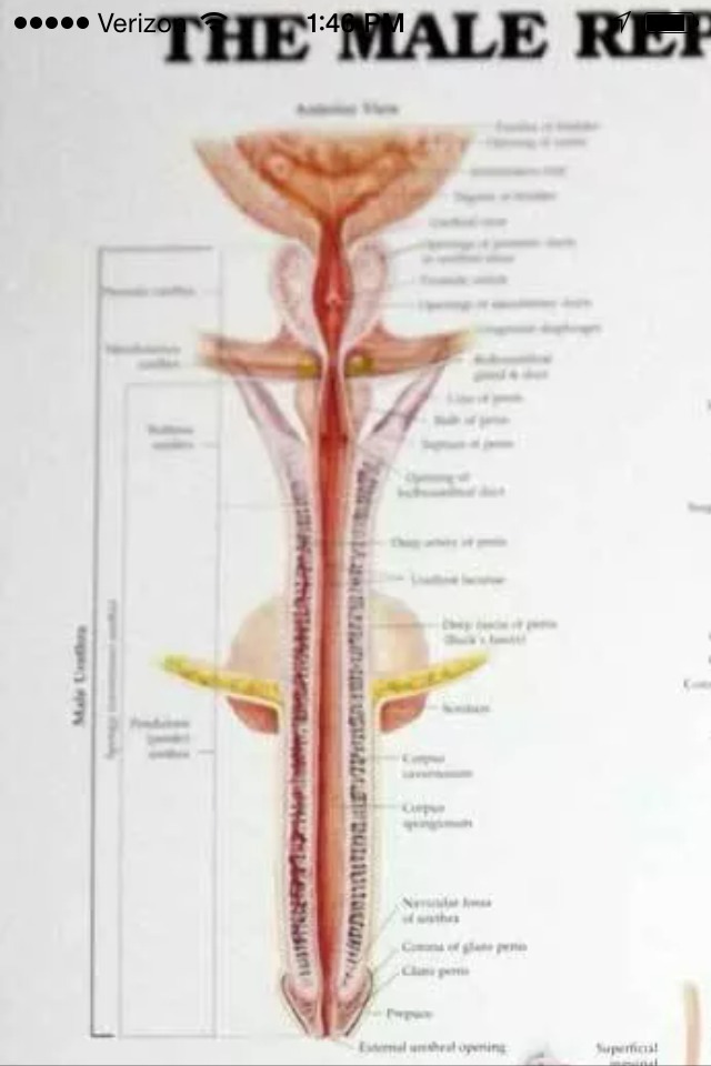 Male Reproductive Wall Chart / Poster (…with Brass Grommets for Hanging)