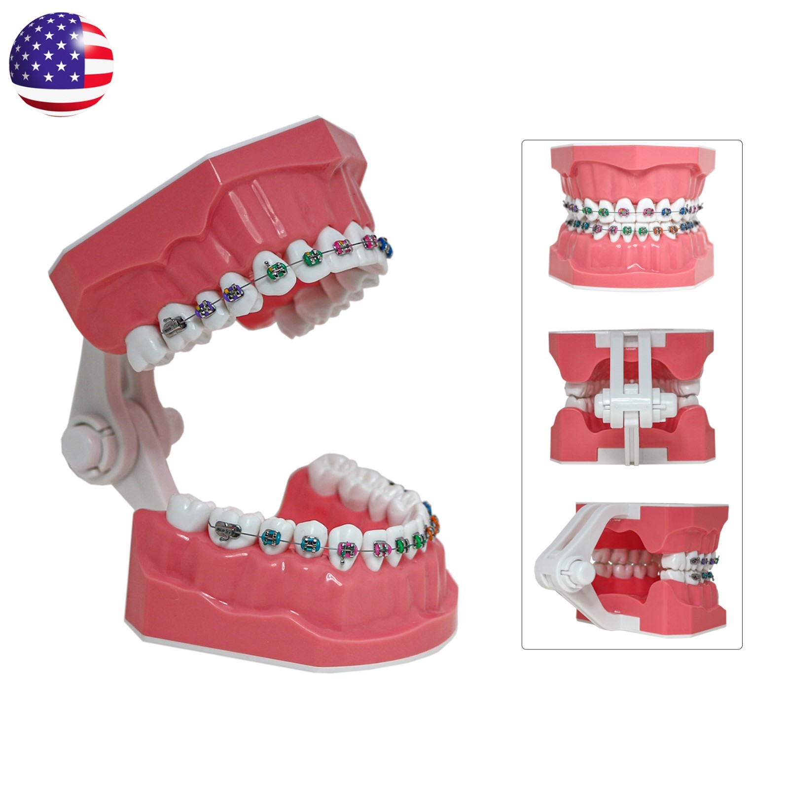 Dental Teeth Model Orthodontic Metal Bracket Tube Teach Typodont Demonstration