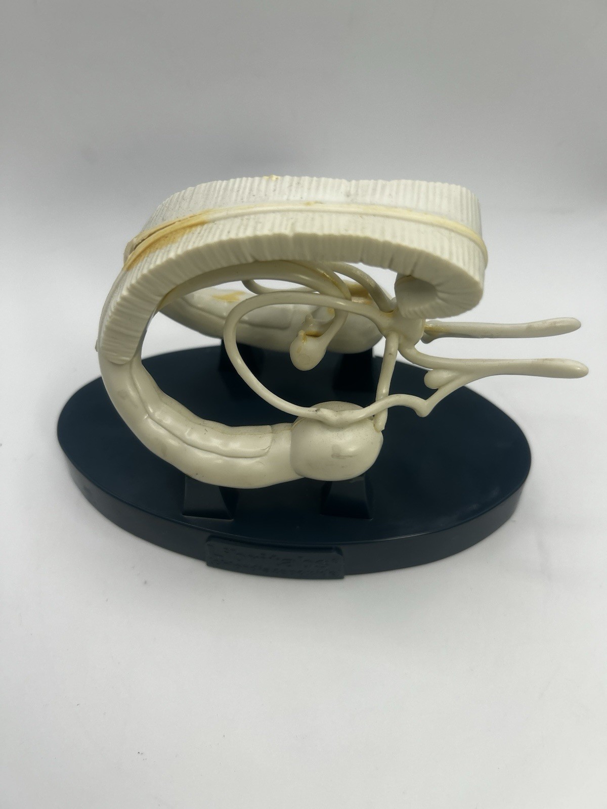 Vintage Roche Librium Brain Anatomical Model Medical Advertising Display Rare 3D