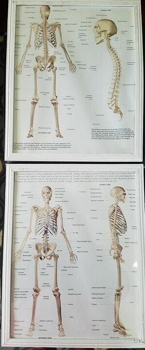 Anatomy Framed Art- Posterior & Anterior Muscle & Skeletal Framed Art 11×14 (4)