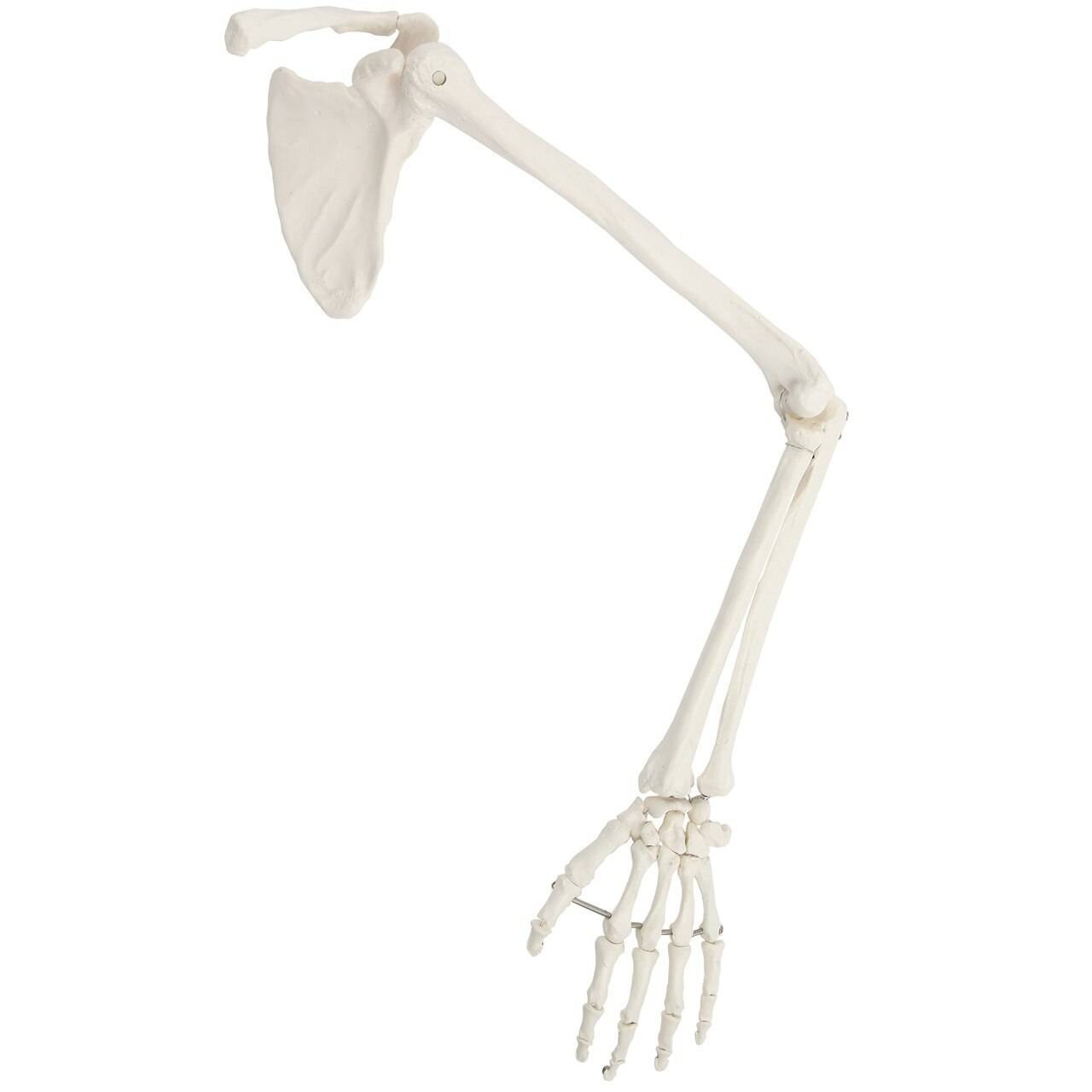 New Life Size Pair BUCKY SKELETON ARMS Set-2nd Class Resin Anatomical Upper Limb