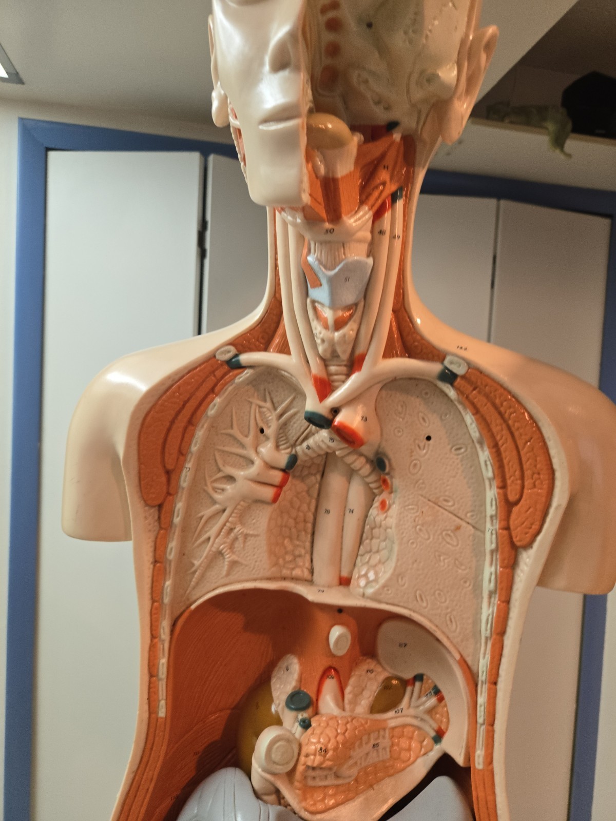 2 Qty Denoyer Geppert Anatomy Human Body Teaching Medical Torso Model. AS-IS
