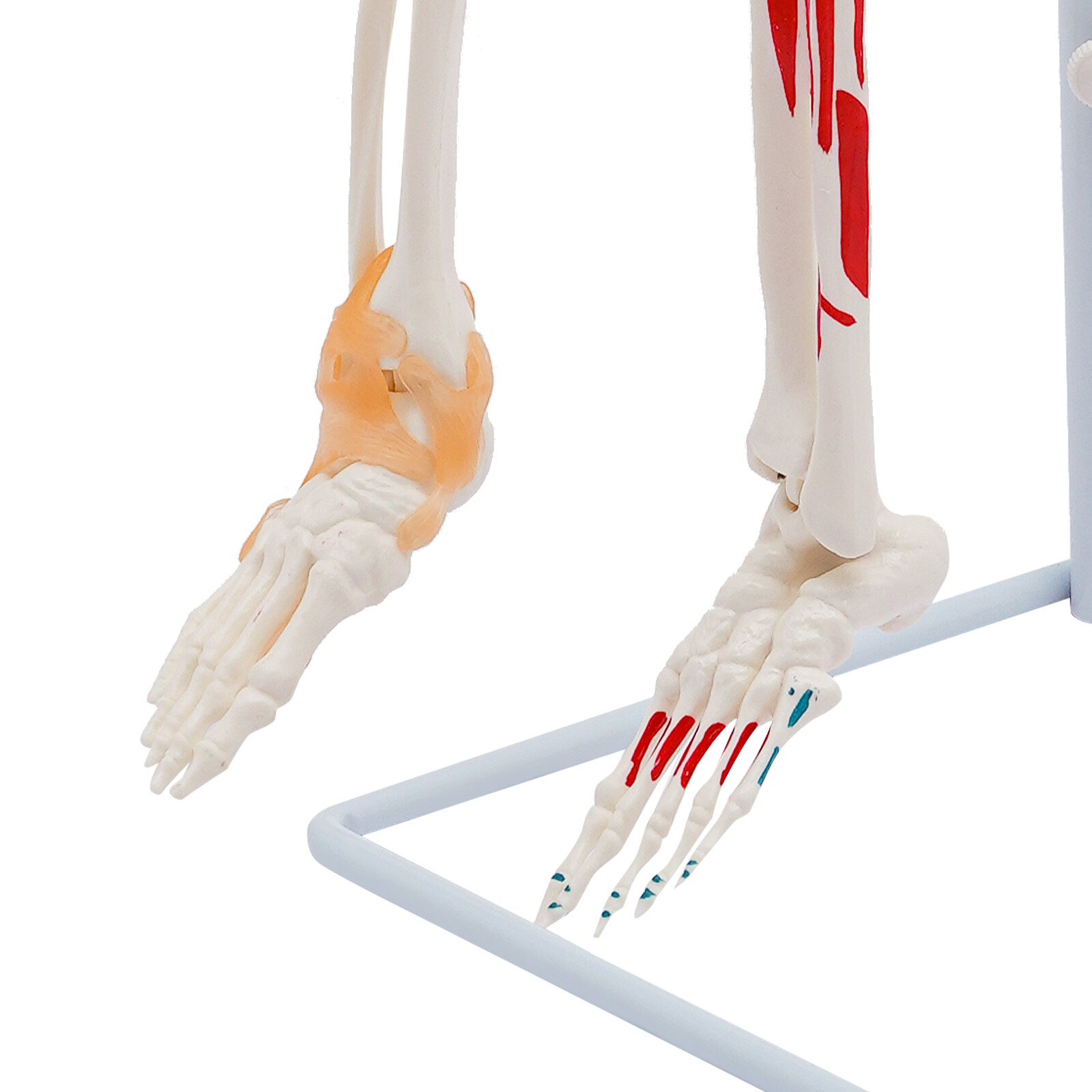 34″ Half Life Size Human Skeleton Model For Doctors’ Office or Anatomy Classroom