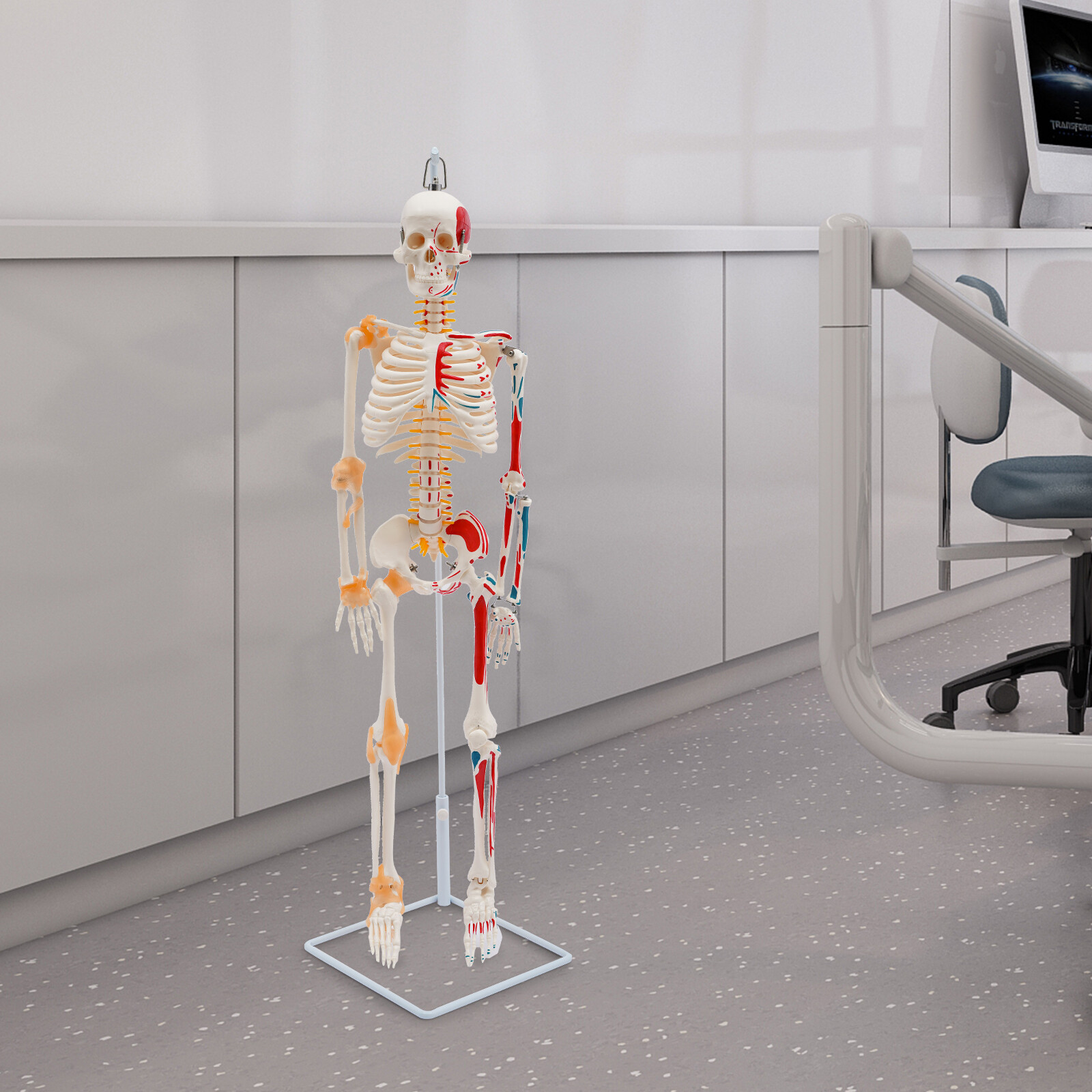 34″ Hanging Style Human Skeleton Model For Doctors’ Office or Anatomy Classroom