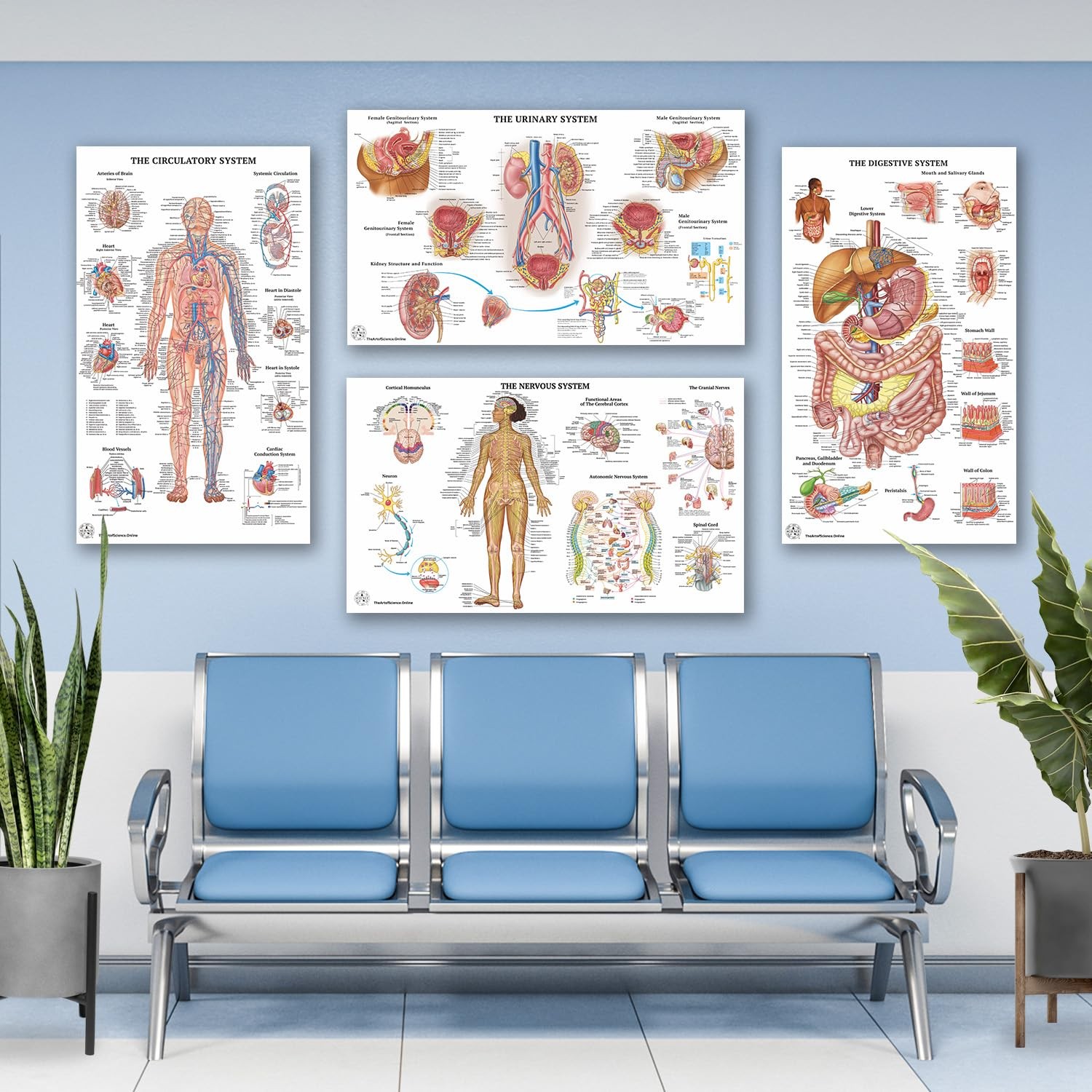 17 Human Anatomy Posters for Walls 18×30 – Medical Posters – Anatomy Charts