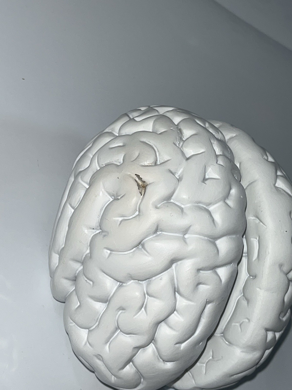 Scientific Model Human Brain 2-part, Display, Paint Your Way, Classroom, Study