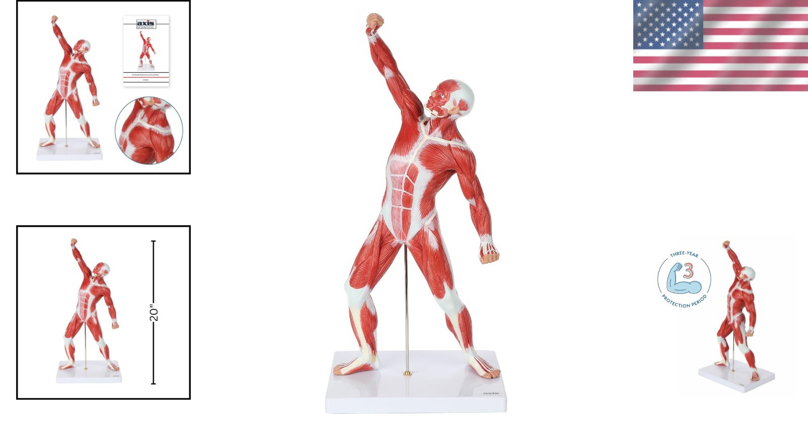 20″ Hand-Painted Miniature Human Muscular Model for Clinic & Classroom Display
