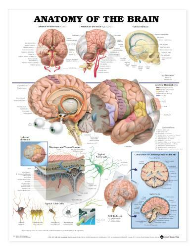 BRAIN ANATOMY Laminated Wall Chart 20″ x 26″ Classroom/Professional LFA #99921 *