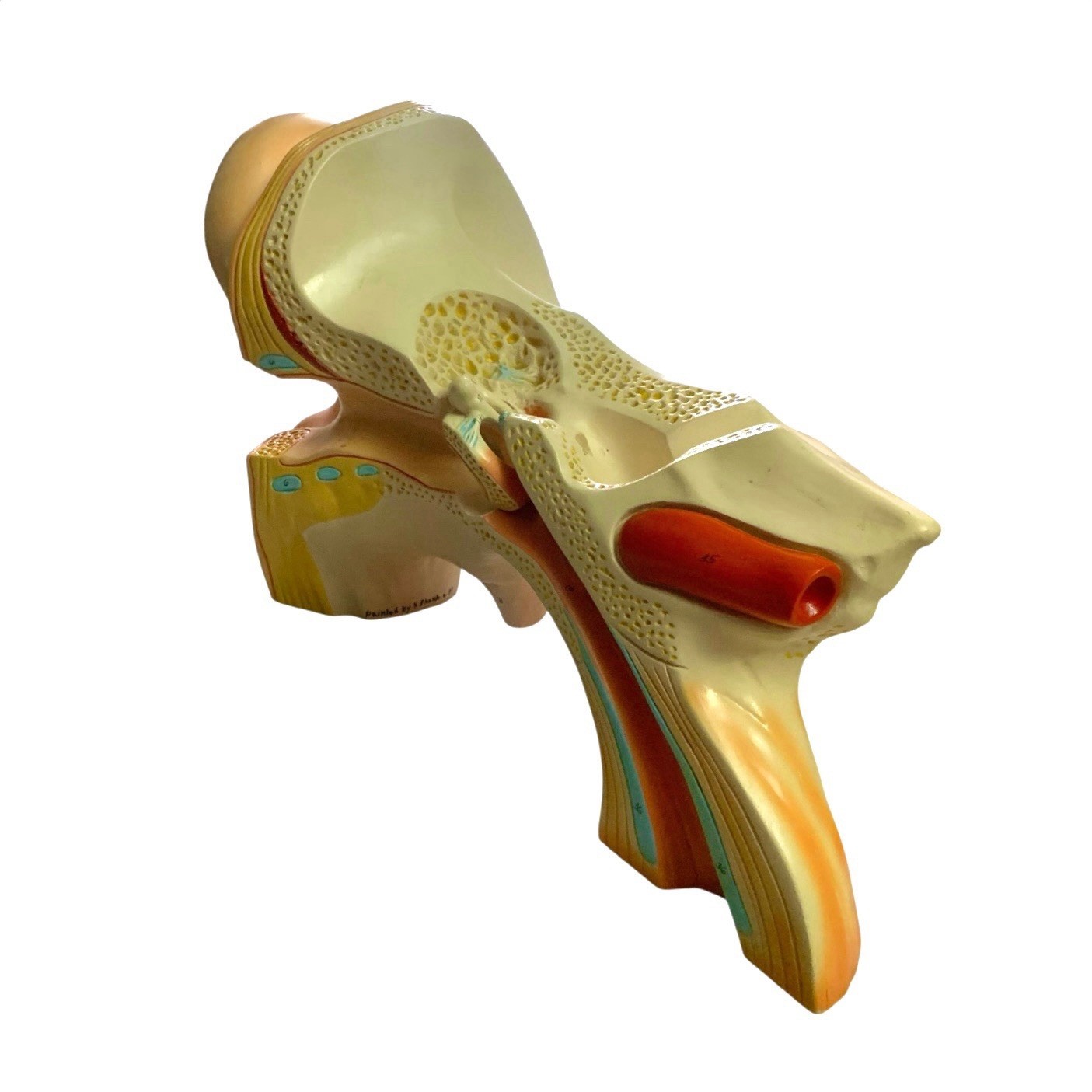 Ear Anatomy Model Signed Dated 1988 Science Medical Decor