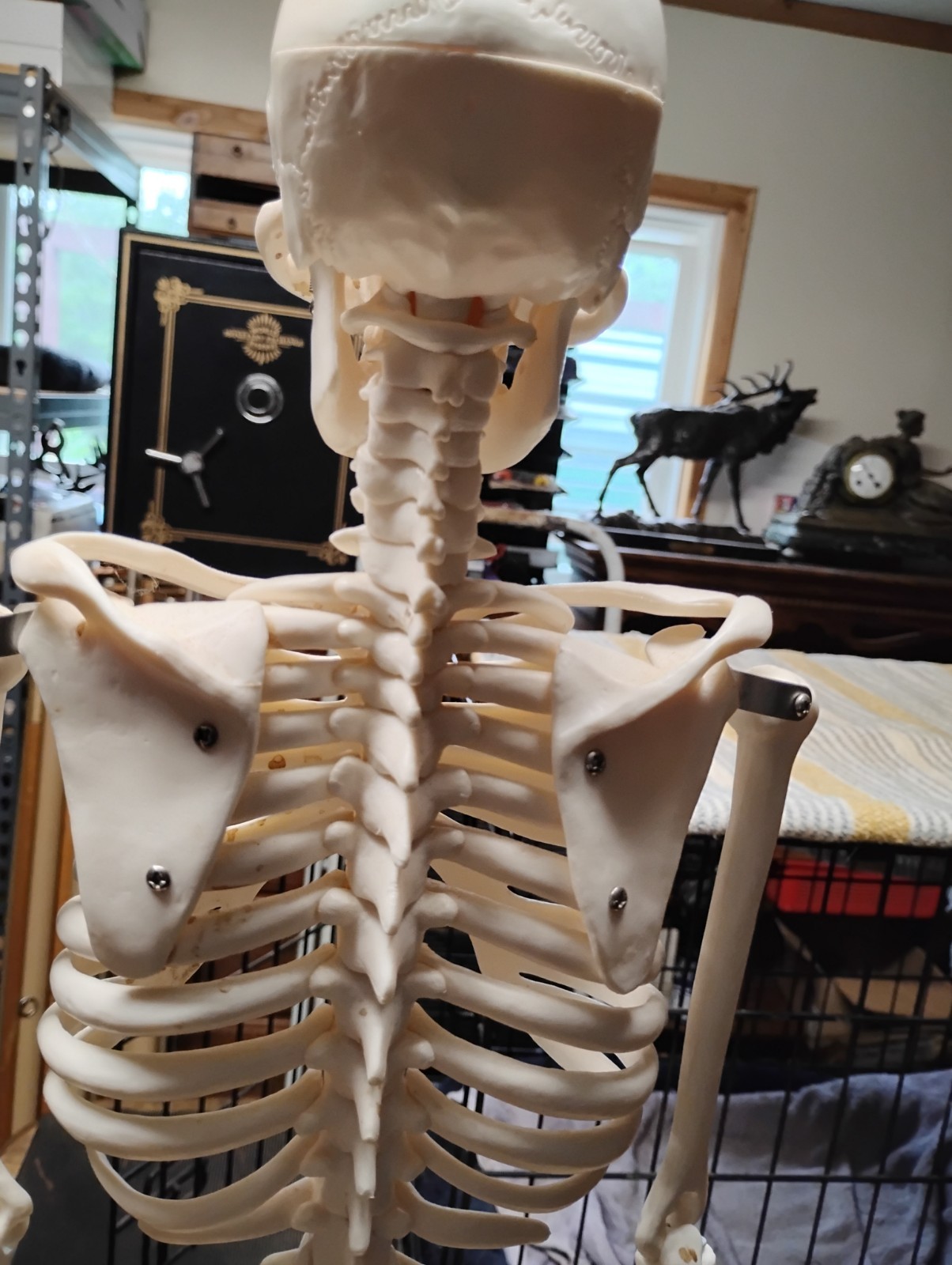 Medical Skeleton Model 33″ tall. Used in Good Condition.