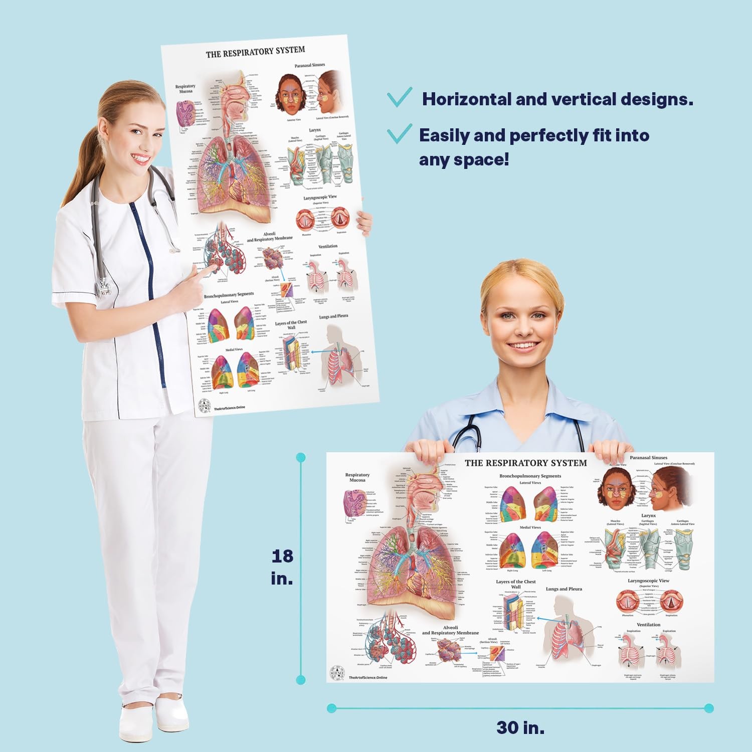 17 Human Anatomy Posters for Walls 18×30 – Medical Posters – Anatomy Charts