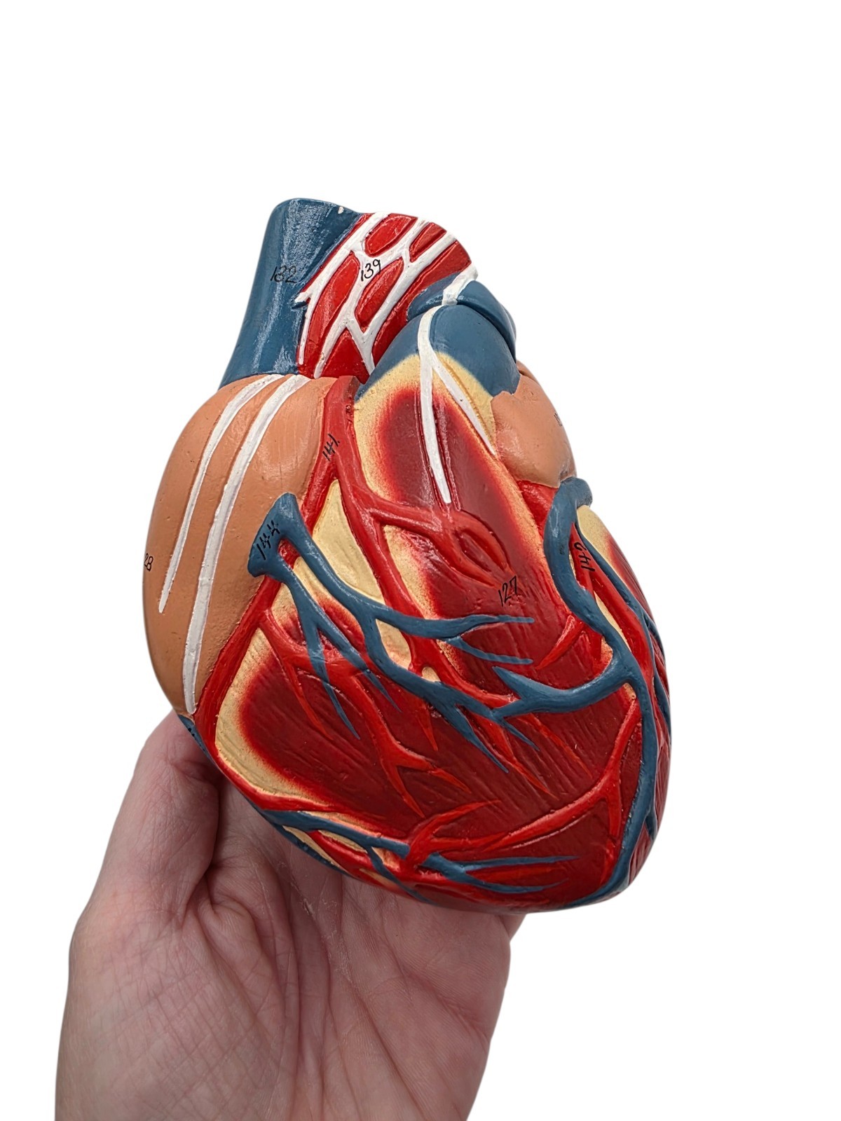 Vintage Human Heart Anatomical Anatomy Model Separated 2 Parts Medical Science